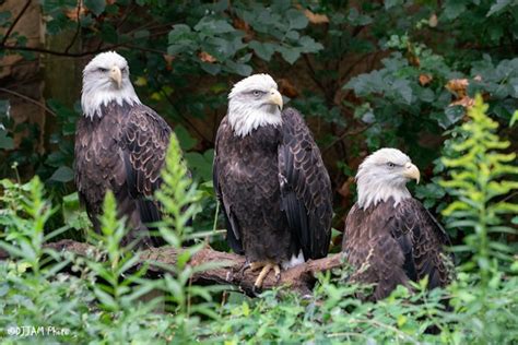 Bald Eagle Habitat