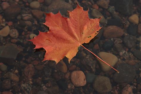 Close-Up Shot of a Maple Leaf · Free Stock Photo