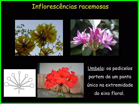 Morfologia Vegetal Da Infloresc Ncia Ppt