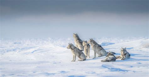 Wolves: The Complex Dynamics of Reuniting with the Pack - Hasan Jasim