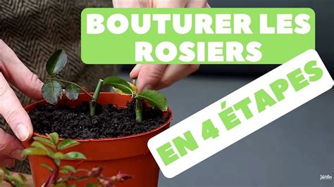 Bouturer des Rosiers Quand et Comment faire 4 étapes YouTube