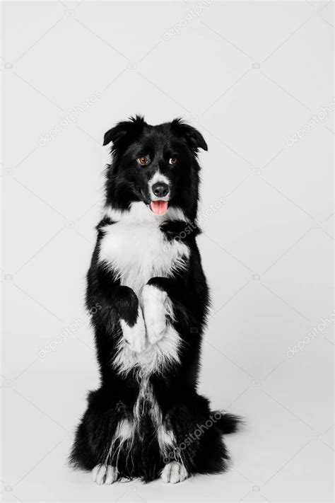 Border Collie Dog Sitting On His Hind Legs Holding Up The Front Paws Up