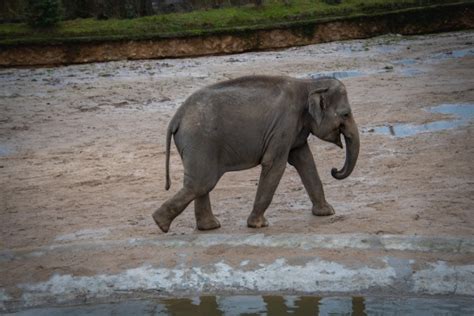 Baby Elephant In The Zoo Free Stock Photo - Public Domain Pictures