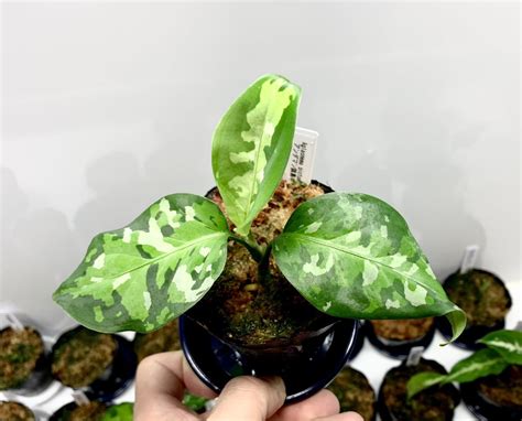 Yahoo オークション JタソAglaonema pictum アンダマン ポートブ