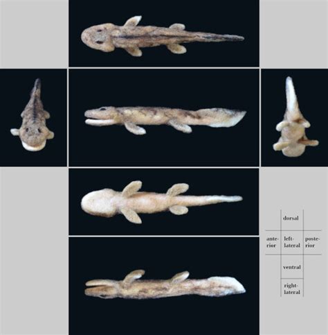 Tiktaalik@Paleozoic Aquarium