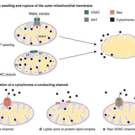 Models For The Release Of Cytochrome C From Mitochondria During The