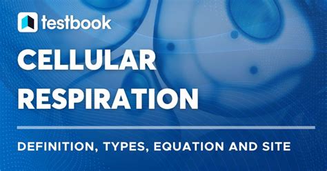 Cellular Respiration Know Definition Types Equation And Site