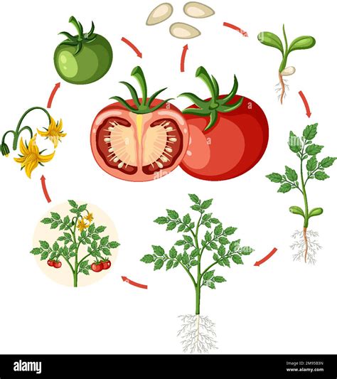 Life Cycle Of A Tomato Plant Diagram Illustration Stock Vector Image