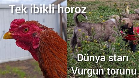 Hint Horozlar Ve Sizden Gelen Sorular D Nya Star Vurgun Torunu