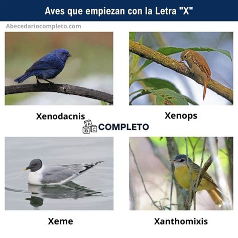 Aves con X al inicio sabes cuáles son