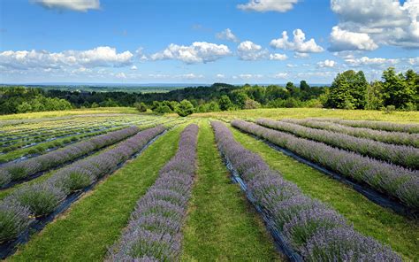 Top Ontario Lavender Farms To Experience This Summer I Ve