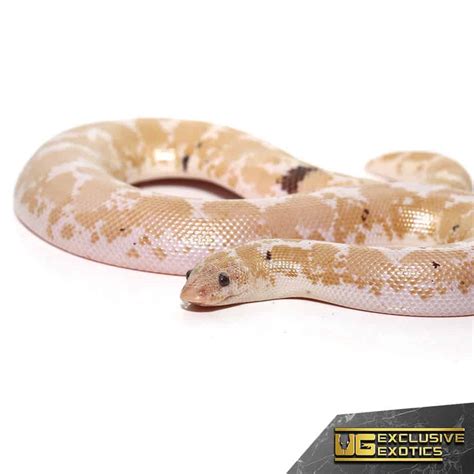 Paradox Snow Kenyan Sand Boa Eryx Colubrinus For Sale Underground