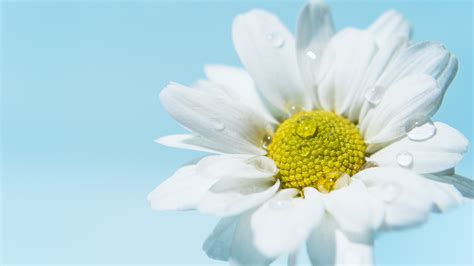 White daisy Wallpaper 4K, Daisy flower, White flower