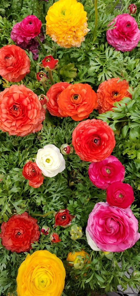 Do Ranunculus Spread Are They Invasive