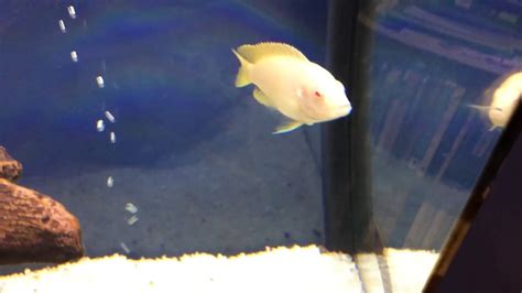 Fish Of The Day Albino Red Zebra Cichlid Youtube