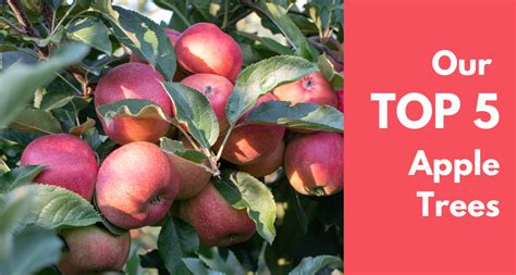 Our Top 5 Apple Trees For Australian Gardens Wholesale Nursery