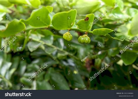 Griselinia Littoralis Commonly Known Kapuka New Stock Photo 2211340861