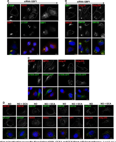 Figure 1 From The Sec7 Guanine Nucleotide Exchange Factor GBF1