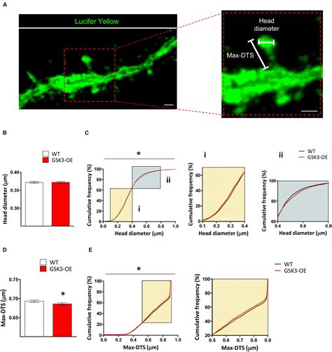 Frontiers Gsk 3β Overexpression Alters The Dendritic Spines Of