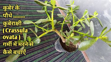 क्रासुला पौधे को गर्मी में मरने से कैसे बचाऐं How To Grow Crassula