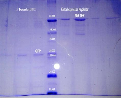 MBP-GFP fusion protein binding on amylose resin