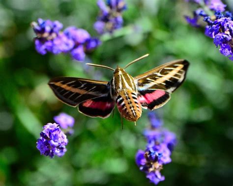 Incredible Facts About Hummingbird Moth – Animal Encyclopedia