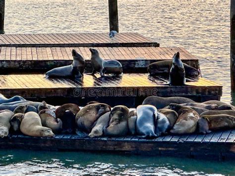 California Sea Lions At Pier 39 Of Fishermans Wharf In San Francisco