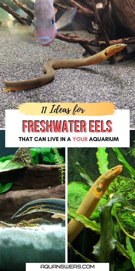 11 Freshwater Aquarium Eels For Your Home Tank