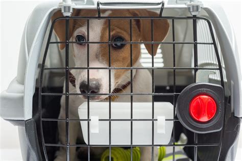 Cómo transportar a tu perro o mascota Mecánica Rápida Camaretas