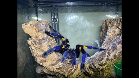 Poecilotheria metallica, Gooty Sapphire Ornamental Rehouse and care ...