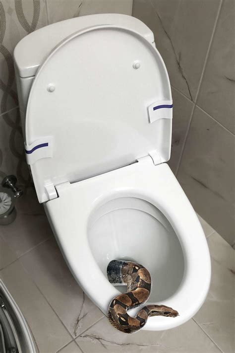Homeowners Wake Up at 2 A.M. to Discover Snake Slipping into Sewage
