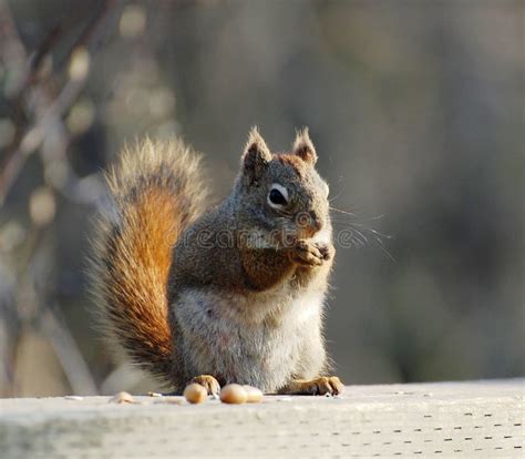 Eichhörnchen Das Mais Von Einer Hand Der Männer Isst Stockbild Bild