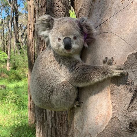 Adopt a Koala