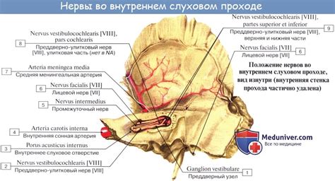 Анатомия Лицевой нерв Vii пара 7 пара черепных нервов N Facialis N Intermediofacialis