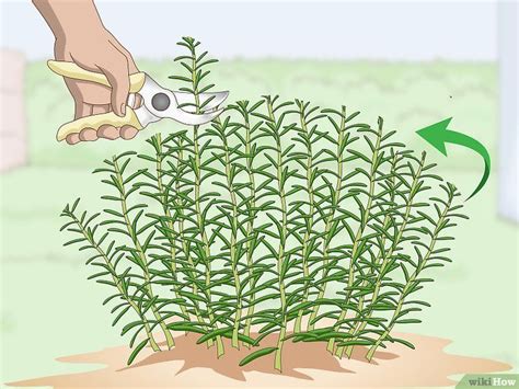 How To Prune Rosemary 13 Steps With Pictures Artofit