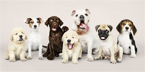 Understanding the Best Diet for Different Breeds » Dailygram ... The ...