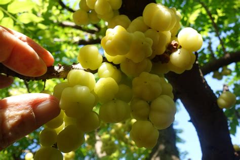 Grosella Vivero Yautepec