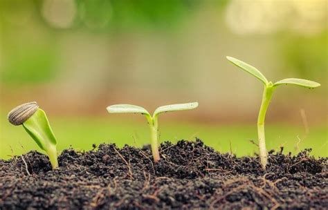 When To Fertilize Seedlings For Best Growth