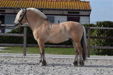 goedgekeurde hengsten  fjordstudbookbe