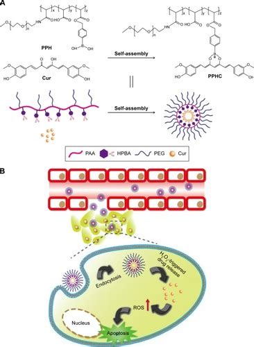 Full Article Curcumin Coordinated Nanoparticles With Improved