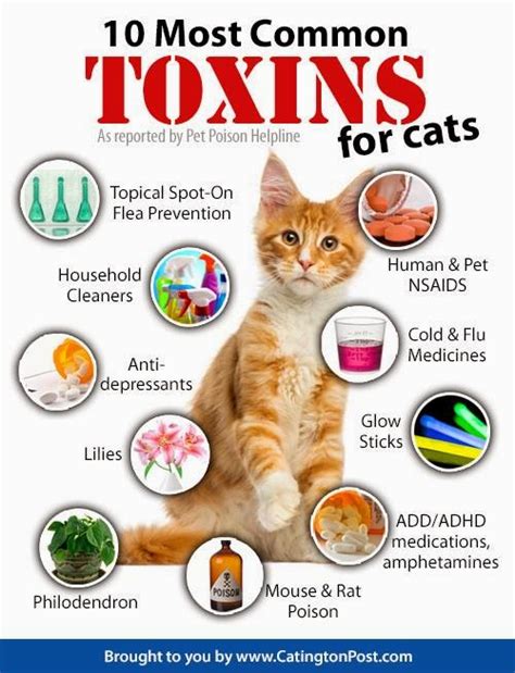 Royal City Animal Hospital 10 Most Common Toxins For Cats