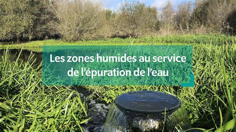 Les zones humides au service de lépuration de leau YouTube