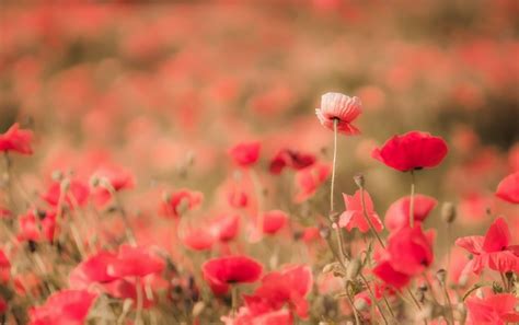 Poppy Hd Summer Nature Flower Red Flower Hd Wallpaper Rare Gallery