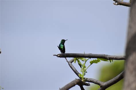 Colibrí Naturaleza Foto gratis en Pixabay Pixabay