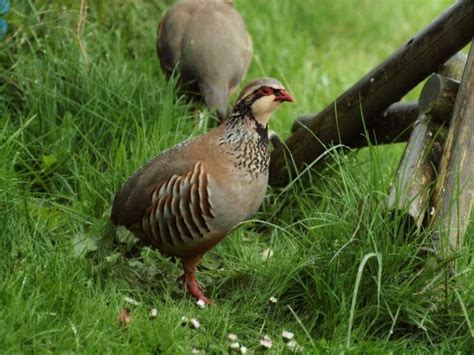 Partridge Feeding for Successful Breeding | Pet Reader