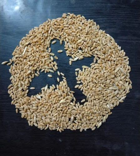 Hybrid Milling Wheat Grains For Food Processing Packaging Type Loose