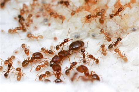 Get Rid Of Grease Ants Bait Borax And Kill Grease Ants In Kitchen