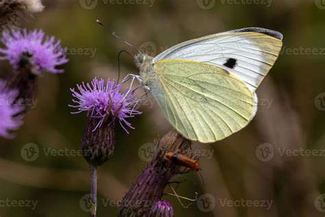 Large White Butterfly Stock Photos, Images and Backgrounds for Free Download