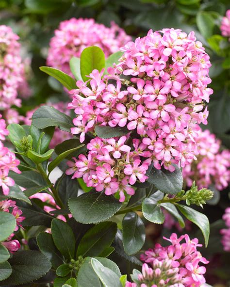 Escallonia Pink Elle Shrub Of The Month Mr Plant Geek