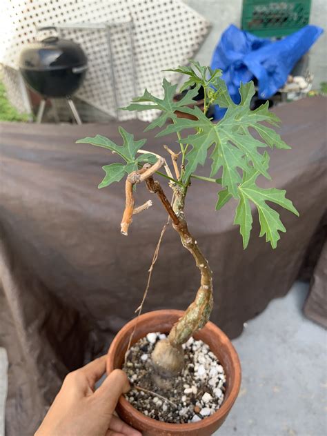 kind  caudex   caudex